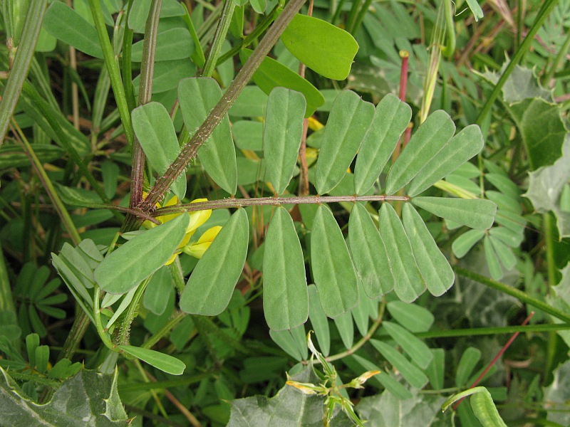 عدس الملک - عدس تلخ